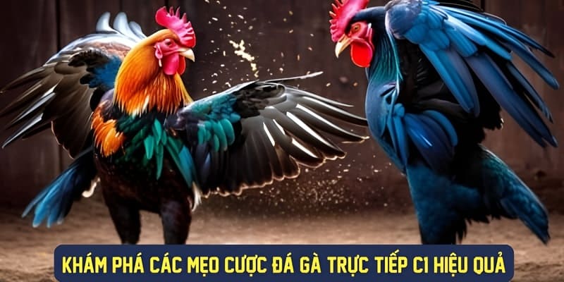 3 mẹo thắng lớn khi cược trực tiếp đá gà C1